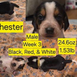 Winchester Yellow Male - Black red and white male Beagle puppy in Bemidji, Minnesota from Nse Farms Beagles