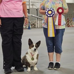 Cardigan Welsh Corgi All Grown Up from KeeRocka Show Dogs