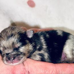 Boy 1 - Blue merle male Pomeranian puppy in Sherman, Texas from Wynter Wonderland Poms
