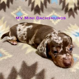 Truffle - Dapple male Dachshund puppy in Carlsbad, Texas from MV Mini Dachshunds