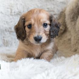 Bodhi - Cream male Dachshund puppy in Liberty Hill, Texas from CTX Doxies