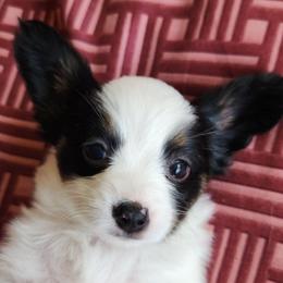 Lexi - White black and tan female Papillon puppy in Vass, North Carolina from North Carolina Papillions