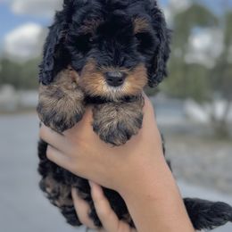 Catalina (Island) - Phantom female Bernedoodle puppy in Modesto, California from Central Valley Canine Companions