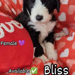 Bliss - Black and white female Bernedoodle puppy in Shiloh, Georgia from Doodle Mountain