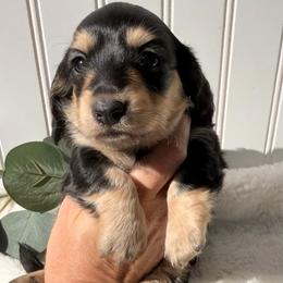 Black and Cream - Black and cream female Dachshund puppy in Nampa, Idaho from Long_and_Low_Dachshunds