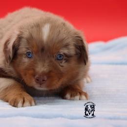 Badger - Red merle male Miniature Australian Shepherd puppy in Weeki Wachee, Florida from Arlington's Mini Aussies