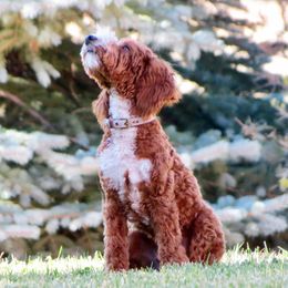 Apollo - Australian Labradoodle