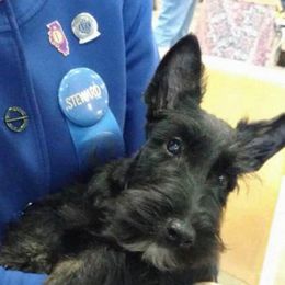 Scottish Terriers from KinRoss Scottish Terriers