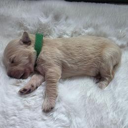 Baby Boy Green - Light golden male Golden Retriever puppy in Clarksville, Tennessee from 255 Goldens