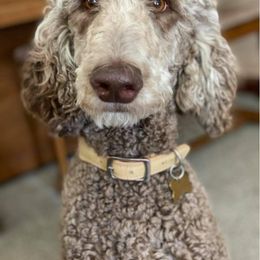 Bearded Retriever, Bernedoodle, and Poodle Puppies from Doodle Belle Puppy