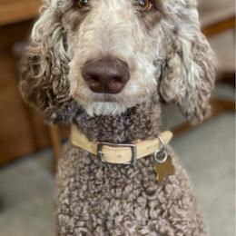 Bearded Retriever, Bernedoodle, and Poodle Puppies from Doodle Belle Puppy