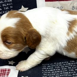 Pink boy 5 - Orange and white male Brittany puppy in Floyd Knobs, Indiana from Cross Creek Brittanys