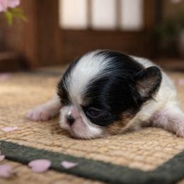 Puppy 1 - Black tan and white female Japanese Chin puppy in Rapid City, South Dakota from Sakura Japanese Chin