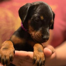 Nina - Black and rust female Doberman Pinscher puppy in Youngsville, North Carolina from di Casa Ortiz German Shepherds