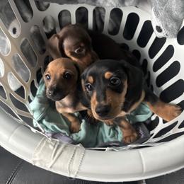 Dachshund Puppies from Renee's Dachshund's