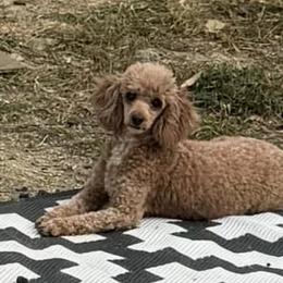 Mal-Shis, Maltese, Poodles, and Shih Tzus from Natalie's Happy Fur Paw Shih-Tzues and More