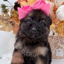 Pink - Black and red female German Shepherd puppy in Davie, Florida from Vom Broward Haus