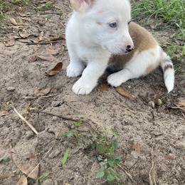 American Corgi and Pembroke Welsh Corgi Puppies from Swell Corgis