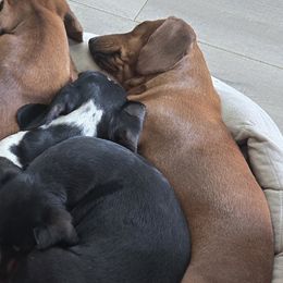 Dachshunds from Perfect Painted