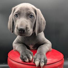 Star - Blue female Weimaraner puppy in Evart, Michigan from Drehbar Weimaraners