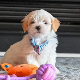 Cavalier King Charles Spaniels, Havapoos, Maltipoos, Morkies, and Yorkipoos from Happy Tail Puppies