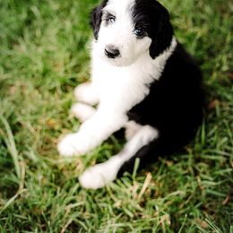 Sheepadoodle Puppies from Life Unleashed Farm