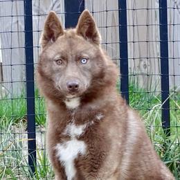 Nana - Siberian Husky