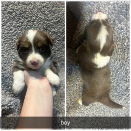 Walt - Red tri male Miniature Australian Shepherd puppy in Granby, Missouri from Macks Mini Aussies