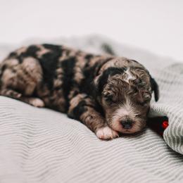 Orange Boy F1B Mini Goldendoodle - Merle male Goldendoodle puppy in Mckinney, Texas from Doodles of North Tx