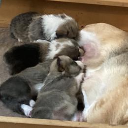 Labrador Retrievers and Pembroke Welsh Corgis from Racing Winds Pembroke and Labradors