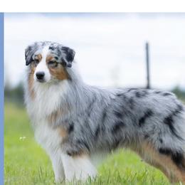 DUTCH - Australian Shepherd