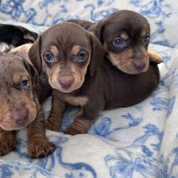 Honey - Chocolate and tan female Dachshund puppy in Paso Robles, California from Nicole's Dachshunds