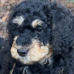 Big Mac - Phantom Bernedoodle puppy in Broadway, North Carolina from Dixie’s Darling Doodles