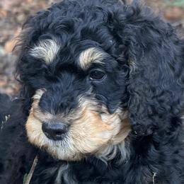 Big Mac - Phantom Bernedoodle puppy in Broadway, North Carolina from Dixie’s Darling Doodles
