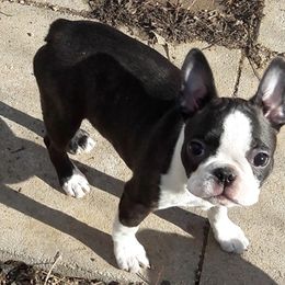 Boston Terrier Puppies from Juwell's Bostons