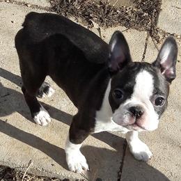 Boston Terrier Puppies from Juwell's Bostons