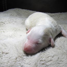 Bernedoodle Puppies from Willow Creek Farm