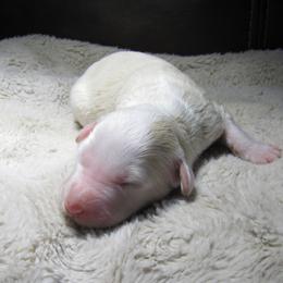 Bernedoodle Puppies from Willow Creek Farm