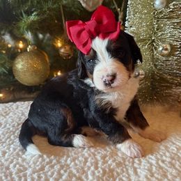 Girl 3 - female Bernedoodle puppy in Perrysville, Ohio from Pleasant Valley Bernedoodles