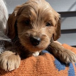 Levi Strauss - Apricot male Goldendoodle puppy in Idaho Springs, Colorado from Coppers Mountain Goldendoodles
