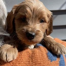 Levi Strauss - Apricot male Goldendoodle puppy in Idaho Springs, Colorado from Coppers Mountain Goldendoodles