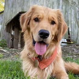 Golden Retrievers from King's Golden Retrievers