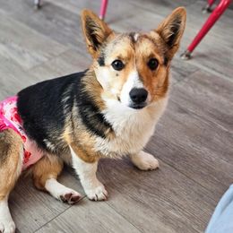 Velvet - Pembroke Welsh Corgi