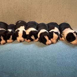 Brown - Black and white male Border Collie puppy in St. Cloud, Florida from Marcy's Border Collies