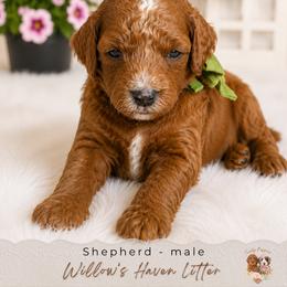 Shepherd - Red  male Goldendoodle puppy in Atlanta, Georgia from Teddy Puppies