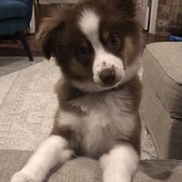 Toy Australian Shepherd Puppies from Pleasant Grove Aussies