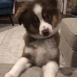 Toy Australian Shepherd Puppies from Pleasant Grove Aussies