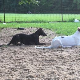 Borzoi and Silken Windhound Puppies from Perla Silken Windhounds & Borzoi