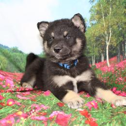Archer - Alaskan Malamute puppy in Independence, Virginia from New River Valley Malamutes