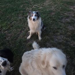 River - Australian Shepherd
